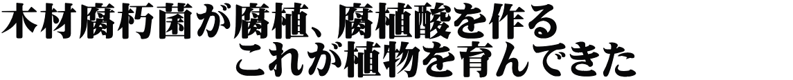 木材腐朽菌が腐植、腐植酸を作る　　　　　　 　　　　　　これが植物を育んできた