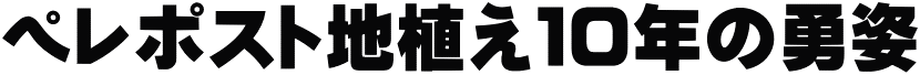 ペレポスト地植え１０年の勇姿