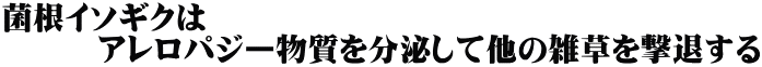 菌根イソギクは 　　　アレロパジー物質を分泌して他の雑草を撃退する