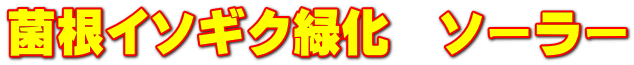 菌根イソギク緑化 ソーラー