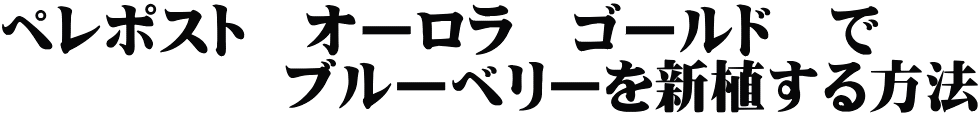 ペレポスト　オーロラ　ゴールド　で 　　　　　ブルーベリーを新植する方法 