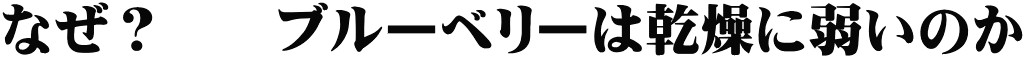 なぜ？　　ブルーベリーは乾燥に弱いのか