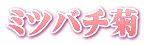 ミツバチ菊