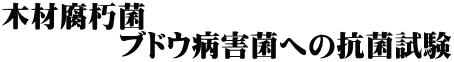 木材腐朽菌 　　　　ブドウ病害菌への抗菌試験