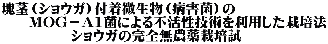 塊茎（ショウガ）付着微生物（病害菌）の      MOG－A1菌による不活性技術を利用した栽培法 　　　　　ショウガの完全無農薬栽培試