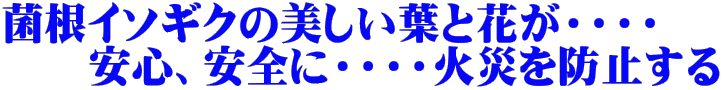 菌根イソギクの美しい葉と花が・・・・ 　　安心、安全に・・・・火災を防止する 