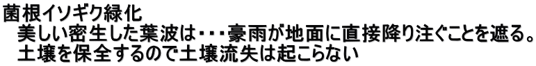 菌根イソギク緑化 　美しい密生した葉波は・・・豪雨が地面に直接降り注ぐことを遮る。 　土壌を保全するので土壌流失は起こらない