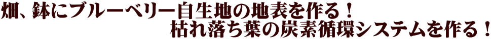 畑、鉢にブルーベリー自生地の地表を作る！ 　　　　　　　　　枯れ落ち葉の炭素循環システムを作る！