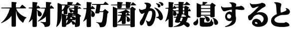 木材腐朽菌が棲息すると