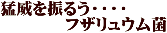 猛威を振るう・・・・ 　　　　フザリュウム菌 