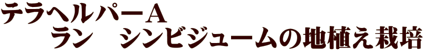 テラヘルパーＡ 　　ラン　シンビジュームの地植え栽培