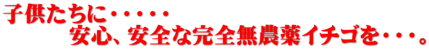 子供たちに・・・・・ 　　　安心、安全な完全無農薬イチゴを・・・。