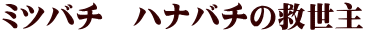 ミツバチ　ハナバチの救世主