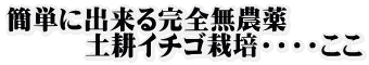 簡単に出来る完全無農薬 　　　土耕イチゴ栽培・・・・ここ