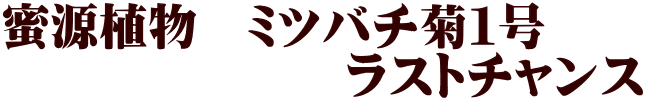 蜜源植物　ミツバチ菊１号 　　　　　　　ラストチャンス