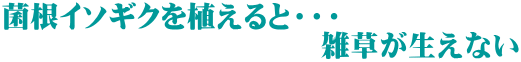菌根イソギクを植えると・・・ 　　　　　　　　　　　雑草が生えない