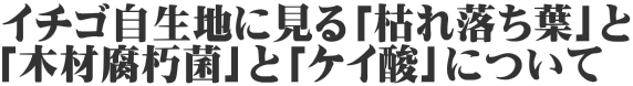 イチゴ自生地に見る「枯れ落ち葉」と 「木材腐朽菌」と「ケイ酸」について