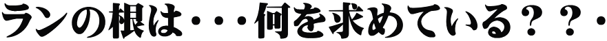 ランの根は・・・何を求めている？？・