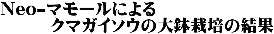 Neo-マモールによる 　　　クマガイソウの大鉢栽培の結果