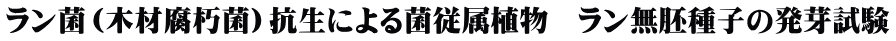 ラン菌(木材腐朽菌)抗生による菌従属植物 ラン無胚種子の発芽試験