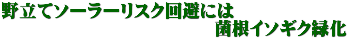 野立てソーラーリスク回避には 　　　　　　　　　　　　菌根イソギク緑化 