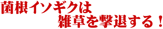 菌根イソギクは 　　　　雑草を撃退する！