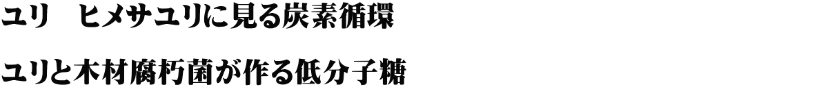 ユリ　ヒメサユリに見る炭素循環　　　　　　　　　　　　　　　 　　　　　　　　 ユリと木材腐朽菌が作る低分子糖