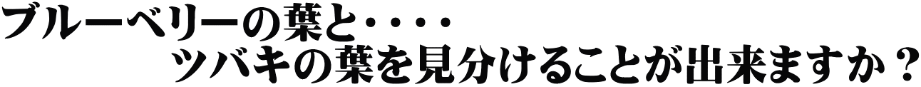 ブルーベリーの葉と・・・・ 　　　　ツバキの葉を見分けることが出来ますか？