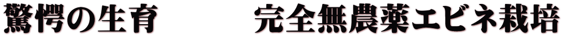 驚愕の生育　　　完全無農薬エビネ栽培 