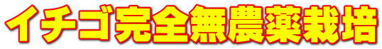 イチゴ完全無農薬栽培
