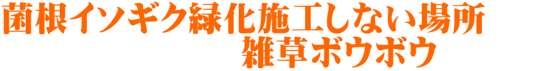 菌根イソギク緑化施工しない場所　　 　　　　　　　雑草ボウボウ