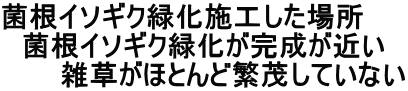 菌根イソギク緑化施工した場所 　菌根イソギク緑化が完成が近い 　　　雑草がほとんど繁茂していない