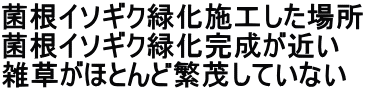 菌根イソギク緑化施工した場所 菌根イソギク緑化完成が近い　　 雑草がほとんど繁茂していない