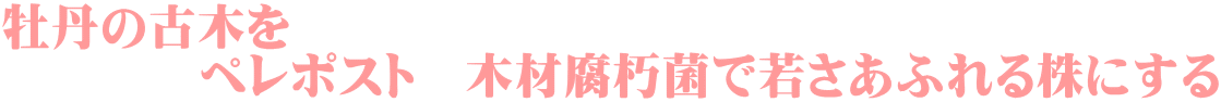牡丹の古木を 　　　　ペレポスト　木材腐朽菌で若さあふれる株にする 