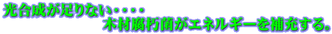 光合成が足りない・・・・ 　　　　　　　木材腐朽菌がエネルギーを補充する。