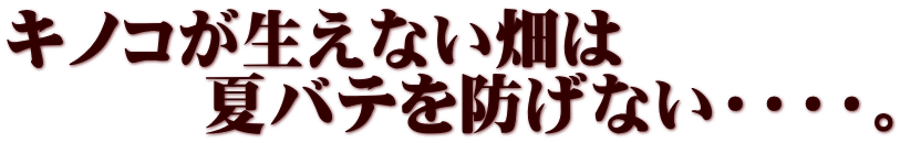 キノコが生えない畑は 　　　夏バテを防げない・・・・。