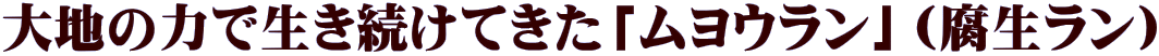 大地の力で生き続けてきた「ムヨウラン」(腐生ラン)