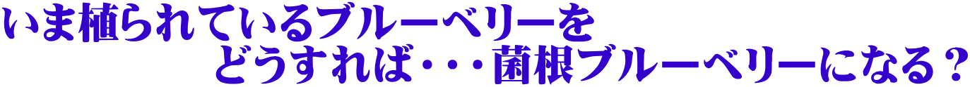 いま植られているブルーベリーを どうすれば・・・菌根ブルーベリーになる?