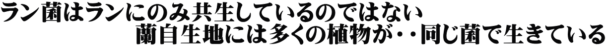 ラン菌はランにのみ共生しているのではない　　　　　　 　　　　　　蘭自生地には多くの植物が・・同じ菌で生きている