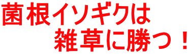 菌根イソギクは 　　　雑草に勝つ！