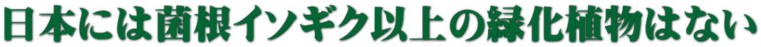 日本には菌根イソギク以上の緑化植物はない 