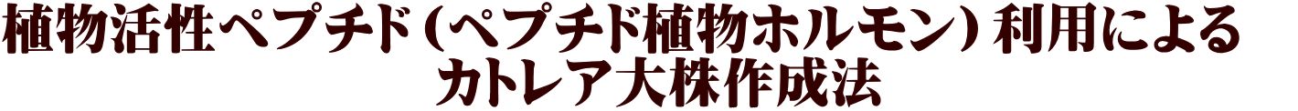 植物活性ペプチド（ペプチド植物ホルモン）利用による　 　　　　　　　　カトレア大株作成法