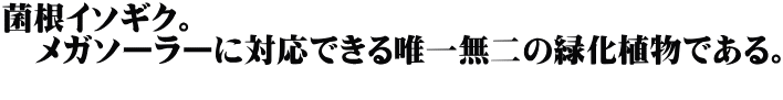 菌根イソギク。 　メガソーラーに対応できる唯一無二の緑化植物である。 　