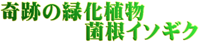 奇跡の緑化植物 菌根イソギク