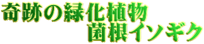 奇跡の緑化植物 菌根イソギク