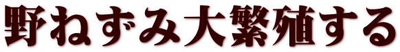 野ねずみ大繁殖する