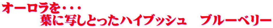 オーロラを・・・ 　　　葉に写しとったハイブッシュ　ブルーベリー