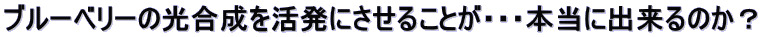 ブルーベリーの光合成を活発にさせることが・・・本当に出来るのか？