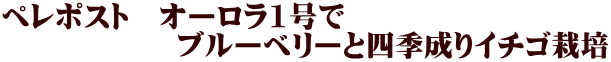 ペレポスト　オーロラ1号で 　　　　　　ブルーベリーと四季成りイチゴ栽培