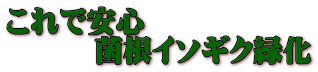 これで安心 　　　菌根イソギク緑化 